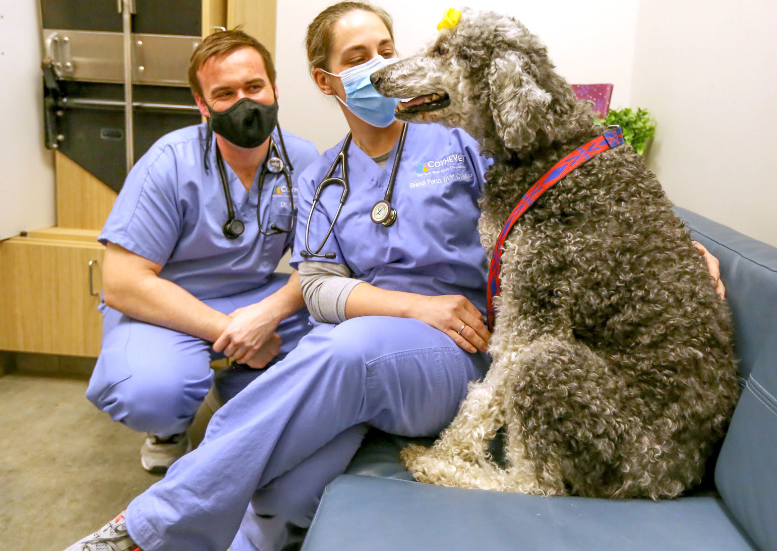 Vet saves dog's live